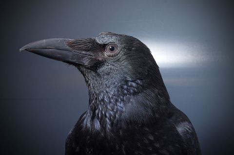 Krähe