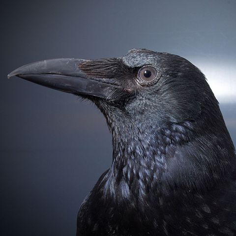 Krähe