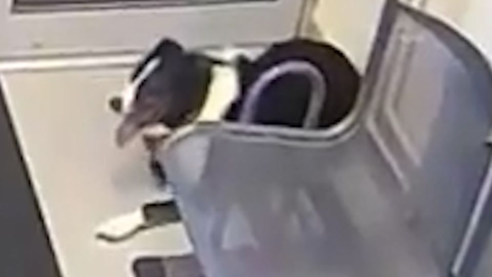 Hund in Polizeistation