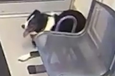 Er ging beim Gassi-Gehen verloren: Hund geht selbst zur Polizei