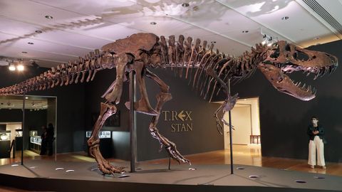 Das Tyrannosaurus-Rex-Skelett "Stan"