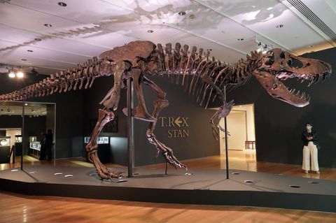 Das Tyrannosaurus-Rex-Skelett "Stan"
