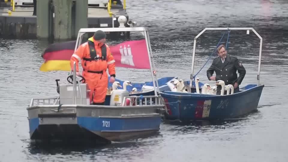 Video: Alsterschwäne ziehen um Video: Alsterschwäne ziehen um