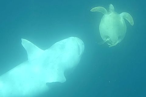 Überlebenskampf unter Wasser: Schildkröte wehrt heftigen Haiangriff ab