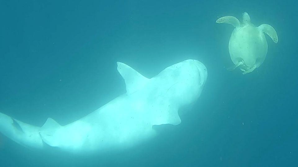 Tigerhai jagt Schildkröte Überlebenskampf unter Wasser: Schildkröte wehrt heftigen Haiangriff ab