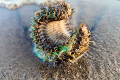 Tiefseekreatur: Mann findet bizarre Kreatur am Strand von Schottland