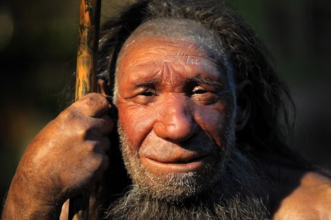 Die Nachbildung eines Neandertalers in einem Museum