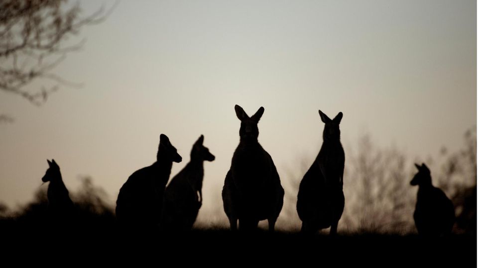 Kängurus in Canberra