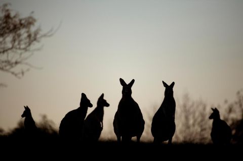 Kängurus in Canberra