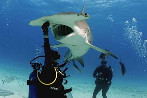 Hammerhai frisst furchtlosem Taucher aus der Hand