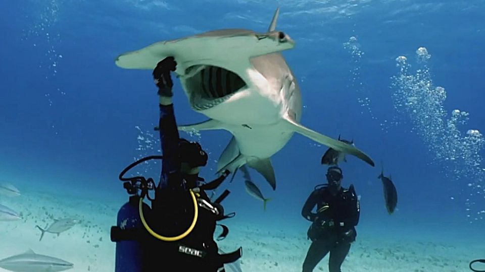 Hammerhai Hammerhai frisst furchtlosem Taucher aus der Hand