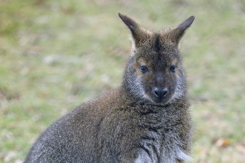 Ein Bennett-Känguru