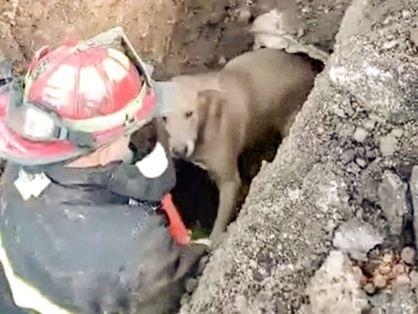 Rettungsaktion im Video: Feuerwehrmänner befreien Hund aus