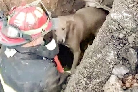 Eine unglaubliche Rettungsaktion: Feuerwehrmänner befreien Hund aus Abflussrohr