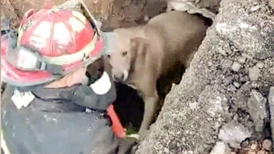 Eine unglaubliche Rettungsaktion: Feuerwehrmänner befreien Hund aus Abflussrohr