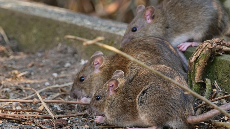Ratten sitzen am Boden und futtern. In Indien soll das Futter Cannabis gewesen sein