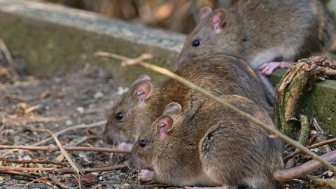 Ratten sitzen am Boden und futtern. In Indien soll das Futter Cannabis gewesen sein