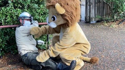 Erdbebenübung in Japan: Ein Mitarbeiter des Tennoji Zoos in Osaka übernimmt in einem Löwenkostüm die Rolle des ausgerissenen Raubtiers