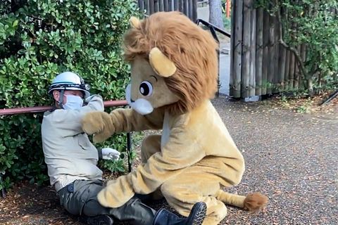 Erdbebenübung in Japan: Ein Mitarbeiter des Tennoji Zoos in Osaka übernimmt in einem Löwenkostüm die Rolle des ausgerissenen Raubtiers