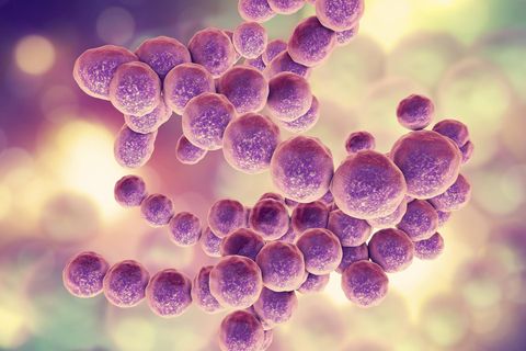 Ein Modell von Streptokokken