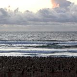 Australier posieren nackt am Strand von Sydney.