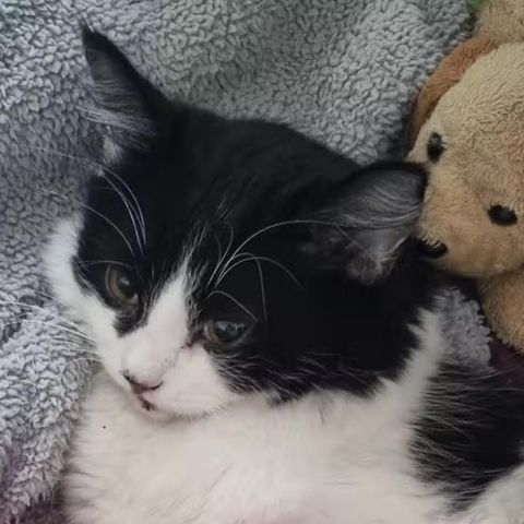 Katze Oreo hatte Glück im Unglück