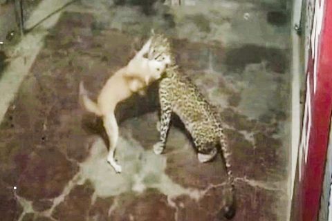 Hund vs. Leopard: Raubkatze lauert Vierbeiner auf und erlebt Überraschung