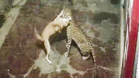 Hund vs. Leopard: Raubkatze lauert Vierbeiner auf und erlebt Überraschung