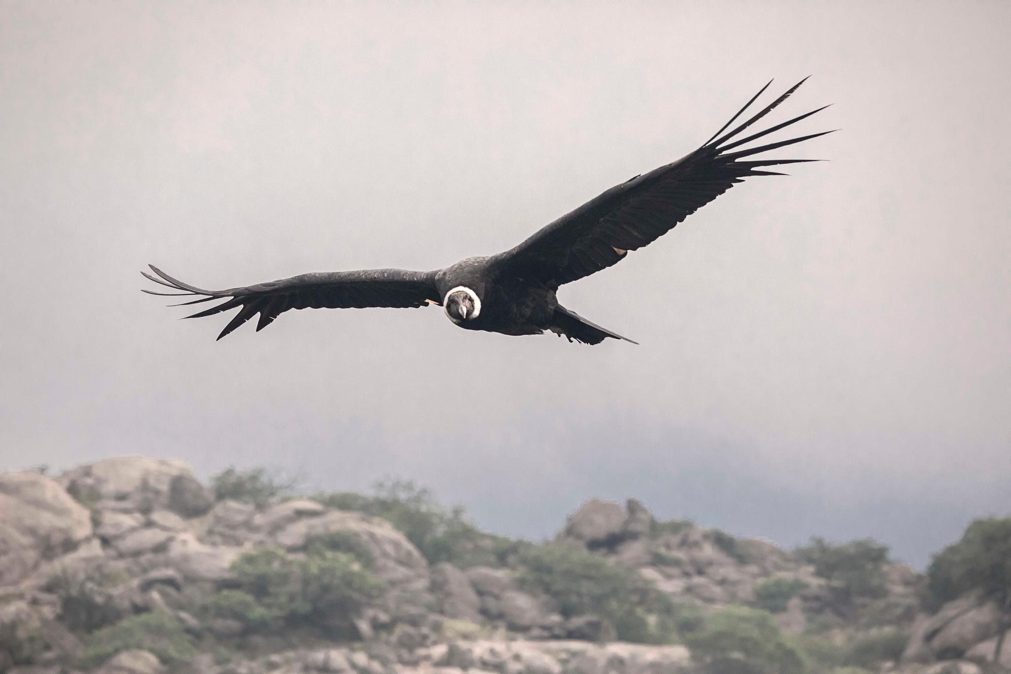 Andenkondor fliegt