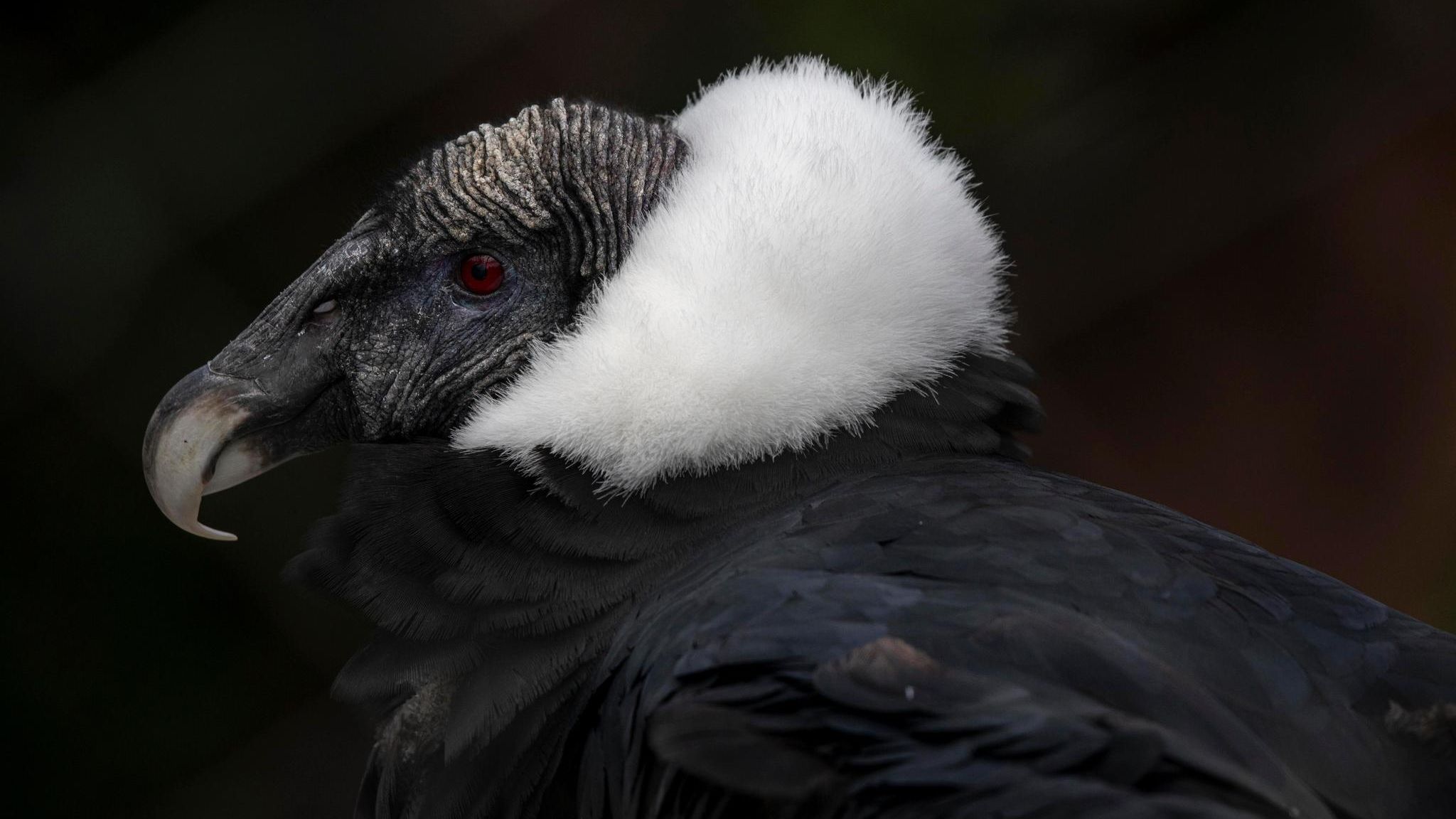 Andenkondor mit flauschig weißer Halskrause