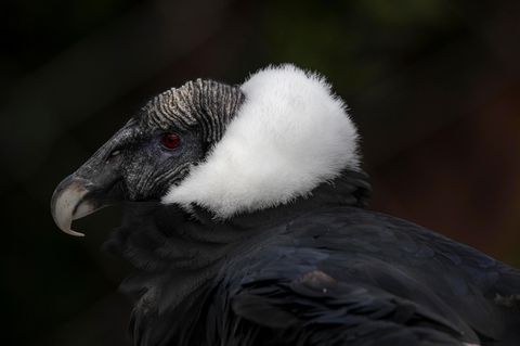 Andenkondor mit flauschig weißer Halskrause