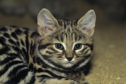 Eine Schwarzfußkatze