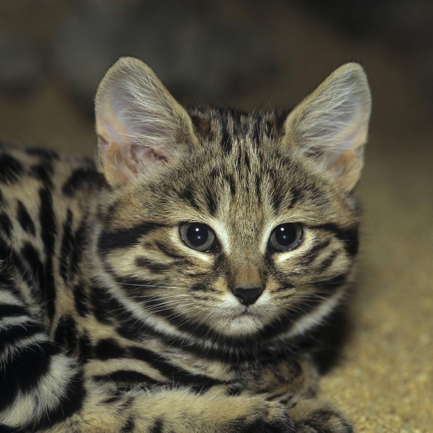 Eine Schwarzfußkatze