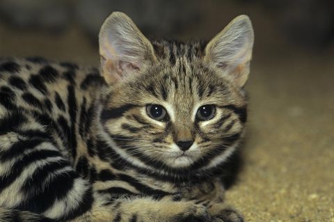 Eine Schwarzfußkatze
