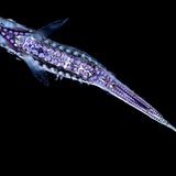 schmaler Fisch mir Leuchtorganen von unten