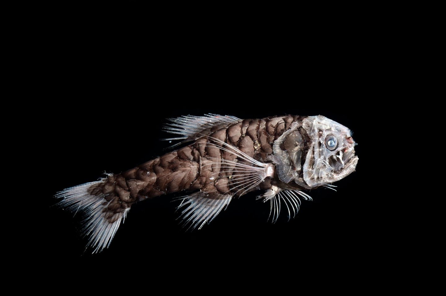 Fisch mit großen Schuppen