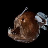 Anglerfisch