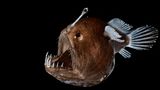 Anglerfisch