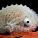 Tintenfisch im transparenten Gehäuse