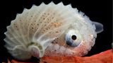 Tintenfisch im transparenten Gehäuse