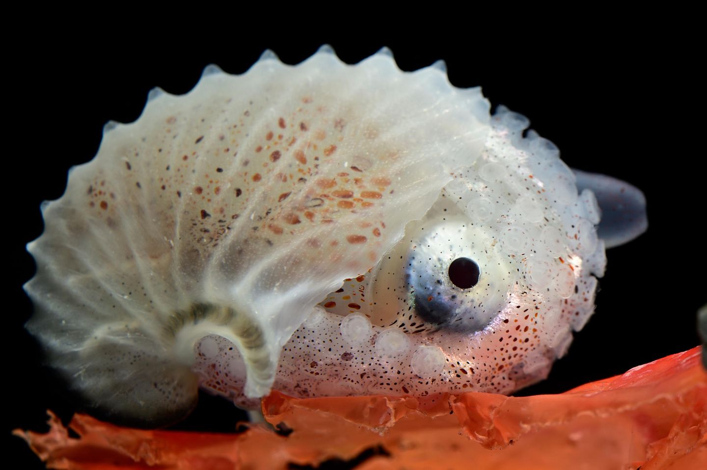 Tintenfisch im transparenten Gehäuse
