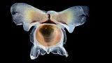 Flügelschnecke
