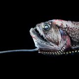 Tiefseefisch mit langer "Angel" und großem Maul