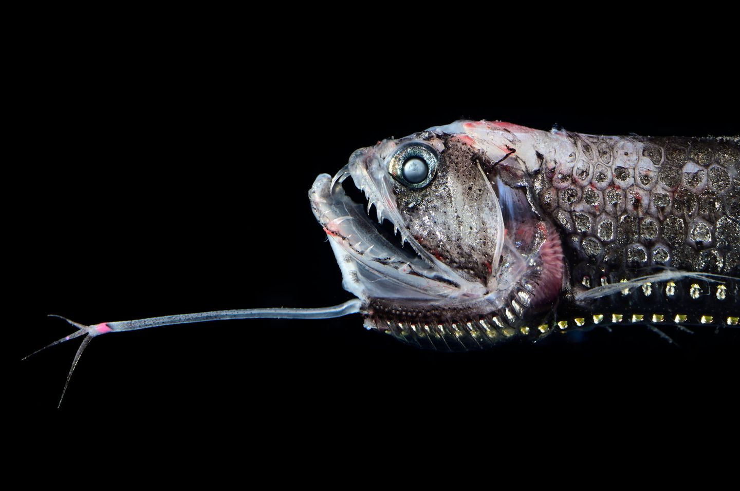 Tiefseefisch mit langer "Angel" und großem Maul