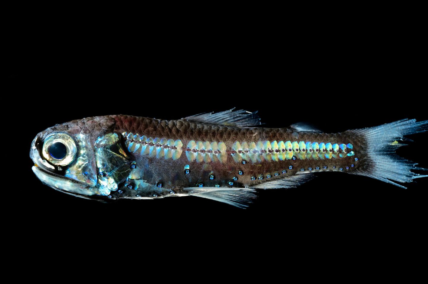 kleiner silberner Fisch mit großen Augen