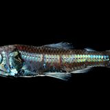 kleiner silberner Fisch mit großen Augen