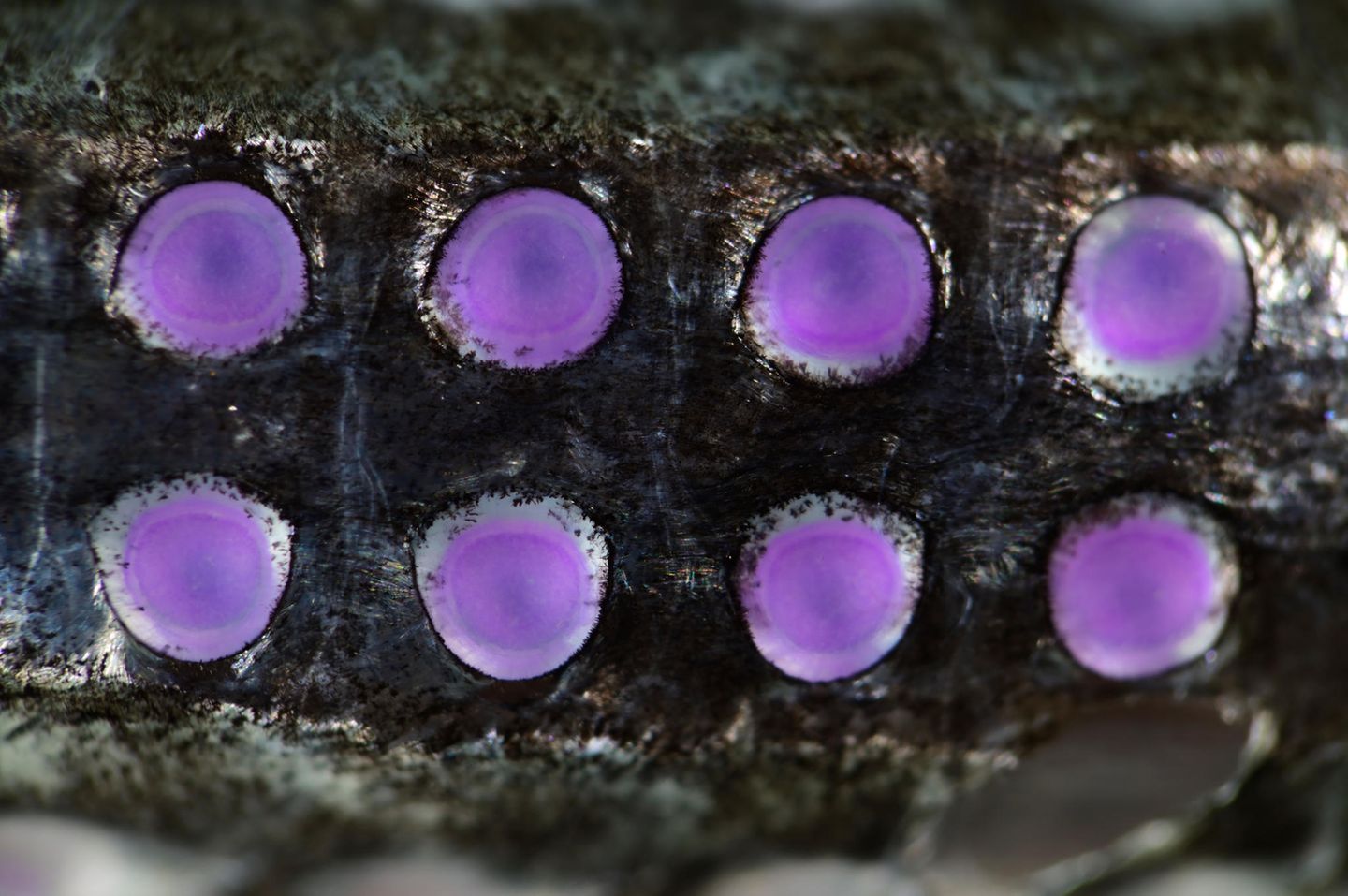 Violette Leuchtorgane in zwei Reihen