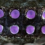 Violette Leuchtorgane in zwei Reihen