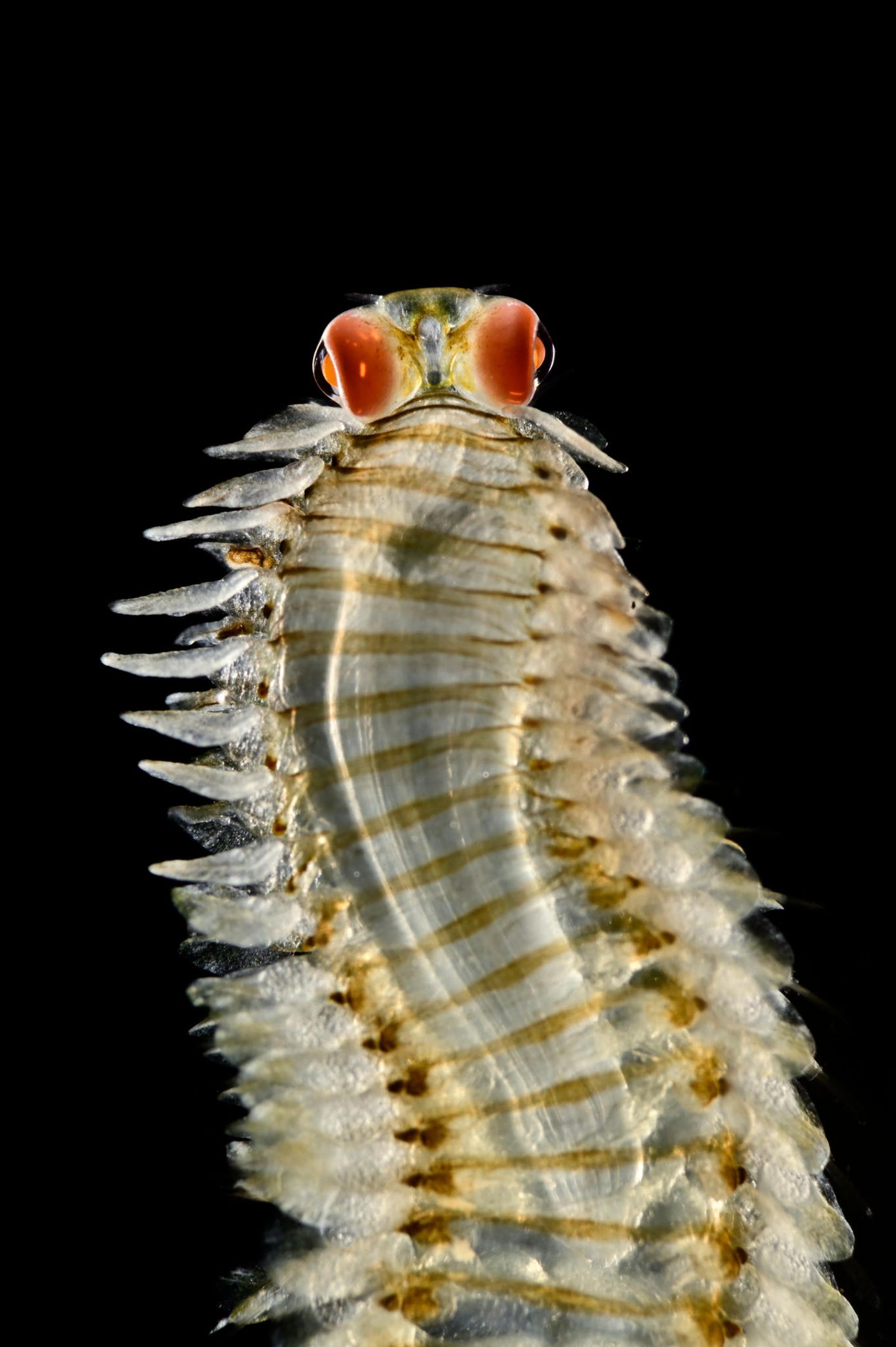 Heller Wurm mit großen roten Augen
