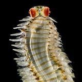 Heller Wurm mit großen roten Augen